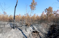 Điều tra vụ cháy gần 100 ha rừng
