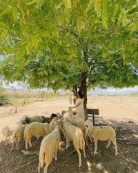 Lạc vào miền quê châu Âu tại 4 đồng cừu Việt Nam