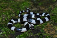 Nọc độc của rắn cạp nia nguy hiểm thế nào?