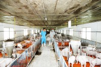 Ninh Hòa: Nhiều tiềm năng chăn nuôi quy mô trang trại