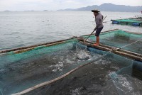 Cá bớp chết hàng loạt ở biển Ninh Hải