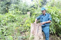 Công ty Lâm sản Khánh Hòa: Nỗ lực phối hợp giữ rừng