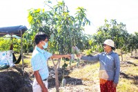 Xã Vạn Lương: Chuyển đổi cây trồng trên đất kém hiệu quả