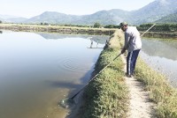 Mùa nắng nóng: Cẩn trọng thả nuôi thủy sản