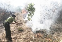 Ninh Hòa: Cháy rừng trồng ở Hòn Miễu