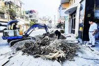 Việc nâng cấp, mở rộng đường ở Nha Trang: Trồng lại cây xanh đồng bộ theo tuyến đường