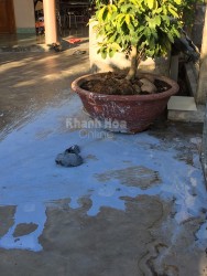 Bí thư Đảng ủy xã Bình Lộc bị tạt sơn và mắm tôm vào sân nhà khi đang xử lý cát tặc