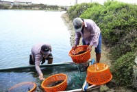 Cam Lâm hỗ trợ nông dân tiêu thụ cá mú