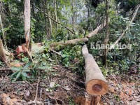 Phá rừng, khai thác gỗ lậu ở xã Ninh Ích (Ninh Hòa)