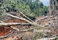 Vụ phá rừng, khai thác gỗ lậu ở xã Ninh Ích: Đề nghị UBND thị xã Ninh Hòa báo cáo vụ việc trước ngày 22-2