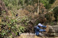 Ngày 9-2, lực lượng chức năng sẽ khám nghiệm hiện trường vụ phá rừng tại Ninh Ích