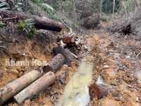 Vụ phá rừng, khai thác gỗ trái phép ở xã Ninh Ích: UBND tỉnh Khánh Hòa chỉ đạo kiểm tra, xử lý nghiêm