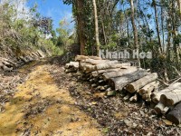 Vụ phá rừng, khai thác gỗ trái phép ở xã Ninh Ích: Phát hiện thêm nhiều khoảnh rừng bị tàn phá
