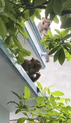 Đàn khỉ hoang tìm kiếm thức ăn, phá phách khu dân cư