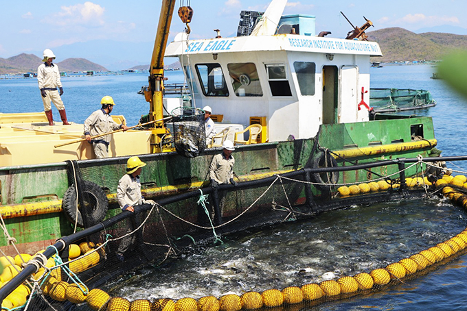 Mô hình nuôi biển công nghiệp của Viện Nghiên cứu Nuôi trồng thủy sản 1 tại vịnh Vân Phong.